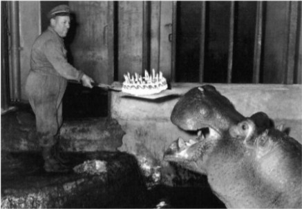 Hippo Birthday2.jpg