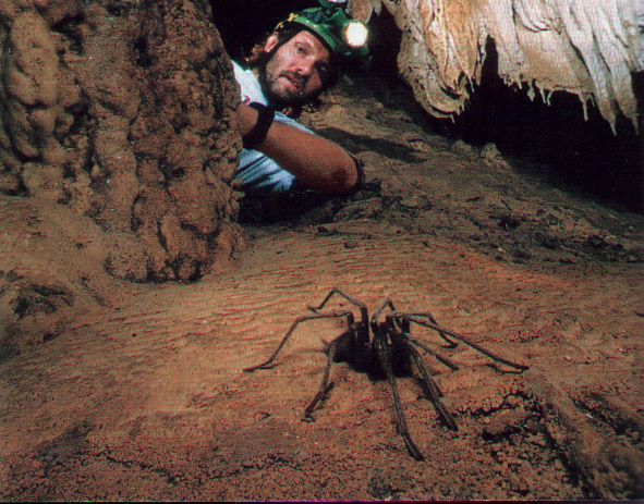 spinne.jpg