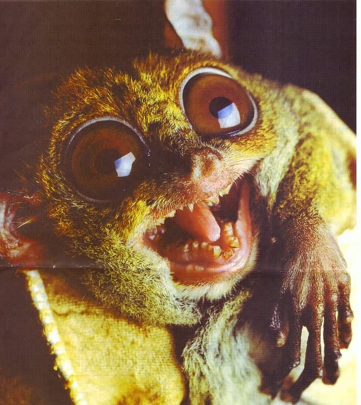ratte.jpg