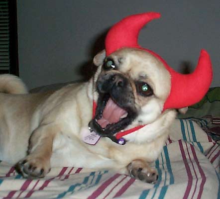 höhund.jpg