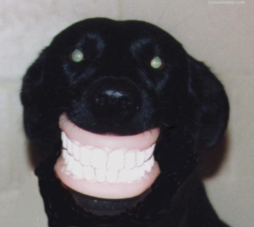 dog.jpg